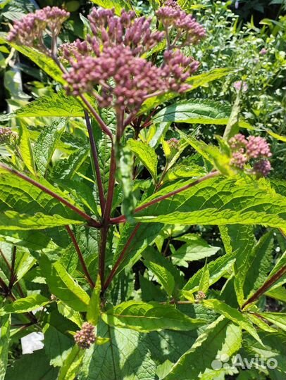 Флоксы многолетние. Посконник