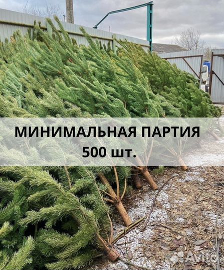 Новогодние сосны оптом