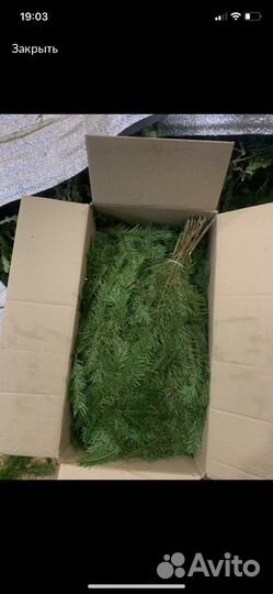 Свежие веники из пихты