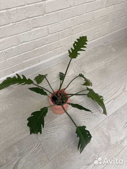 Филодендроны