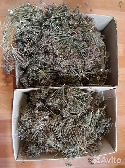 Укроп, Кинза, Петрушка. Семена