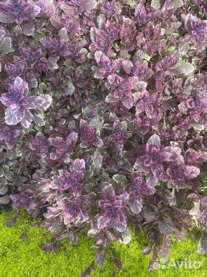 Почвопокровные растения