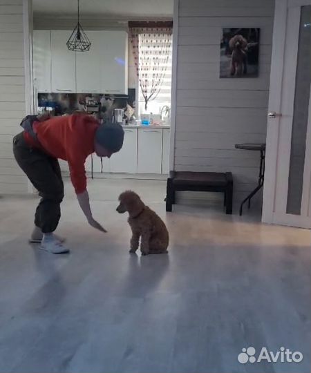 Кинолог, тренер, зоопсихолог, Москва и Щёлково