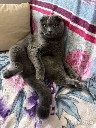 Шотландец вислоухий