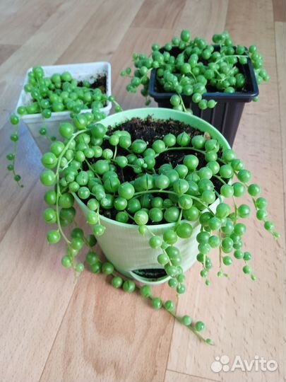 Крестовник роули