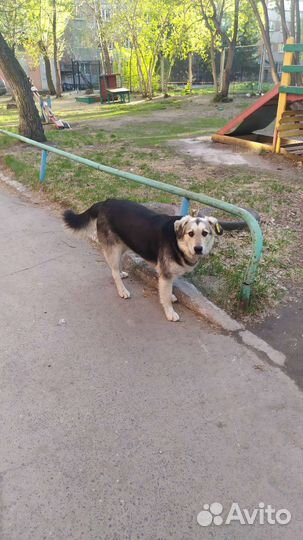 Роскошый пес в добрые руки