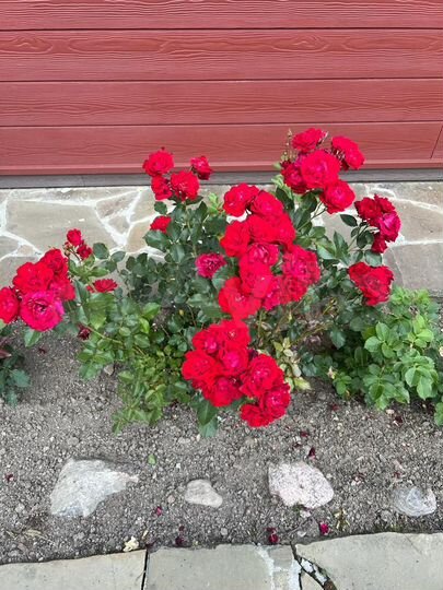 Дача 157 м² на участке 9,6 сот.