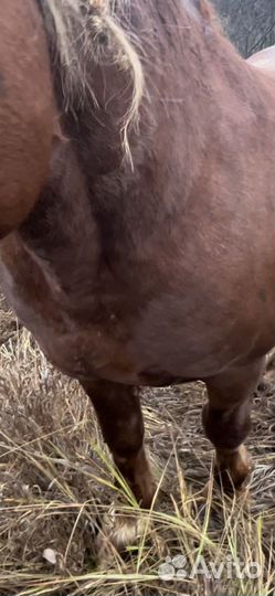 Лошади жеребец