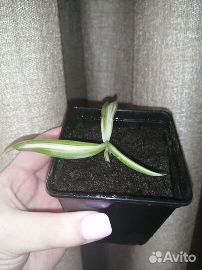 Хлорофитум кудрявый бонни