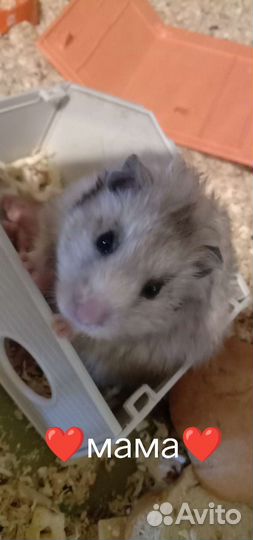 Ангорские хомячки Осталось 2 серых и 1 ч/б