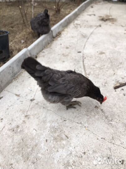 Семья сильверудд