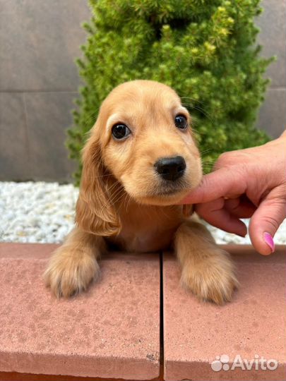 Рыжие и бело рыжие щенки