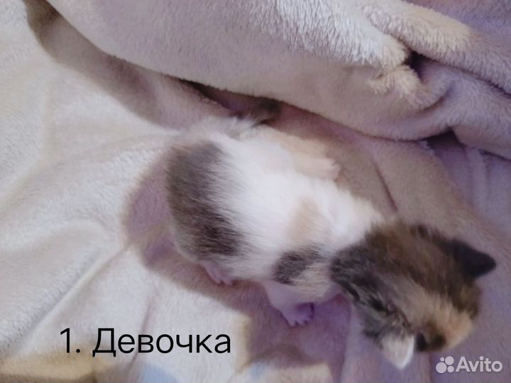 Котята в добрые руки