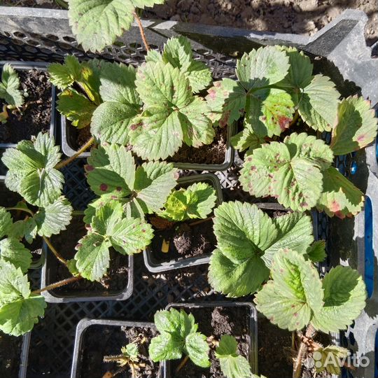 Рассада клубники