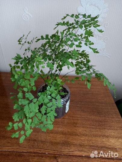 Адиантум Венерин волос