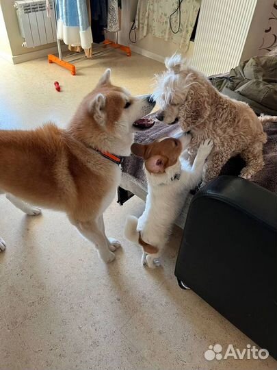 Передержка выгул собак