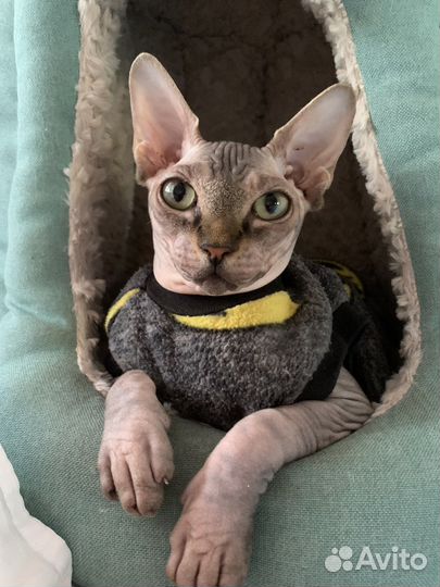 Кошкин домик