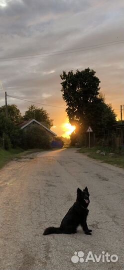 Собака для вязки