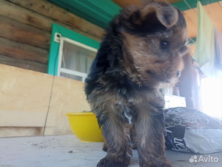 Йоркширский терьер