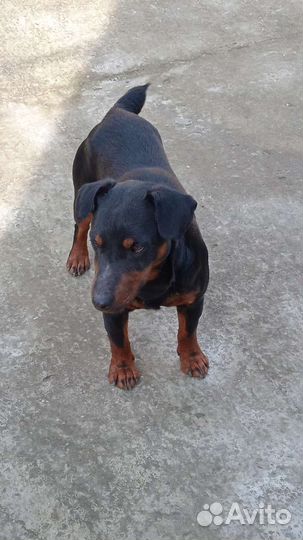 Вязка ягдтерьера