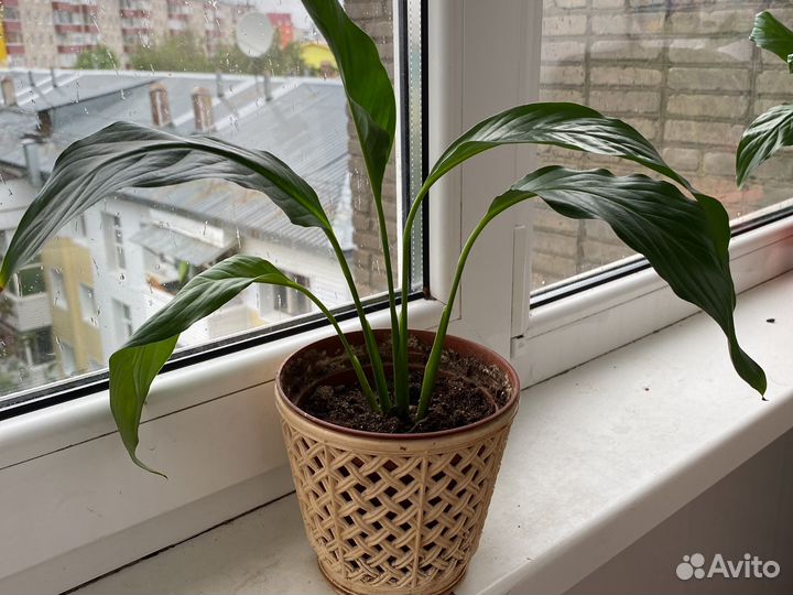 Спатифиллум