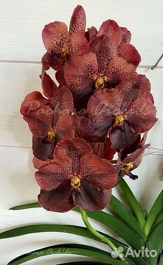 Орхидея Ванда Varut Leopard x Dr.Anek