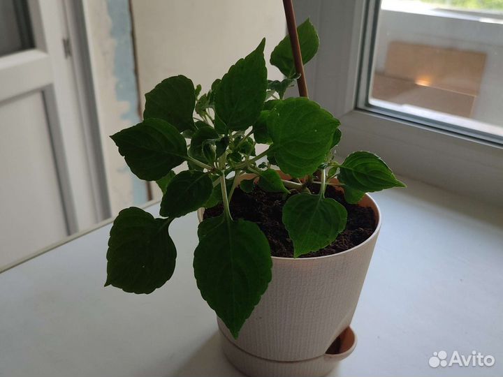 Ванька мокрый