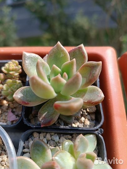 Суккуленты 2