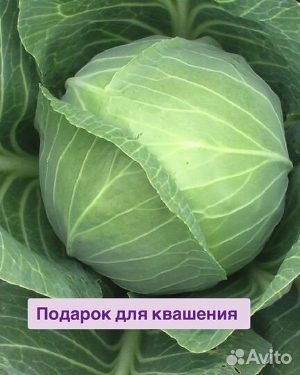 Рассада капусты