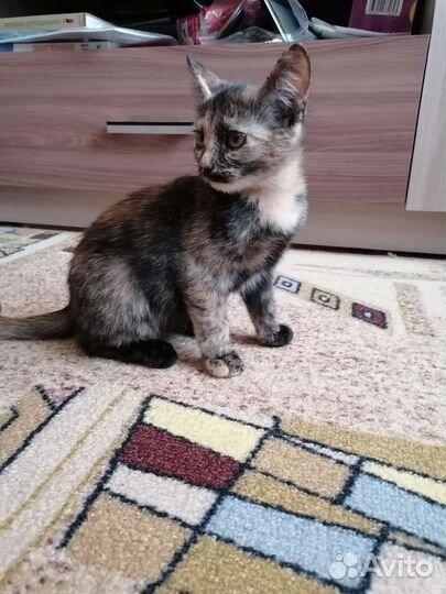 Трехцветная кошка