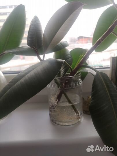 Фикус ростки