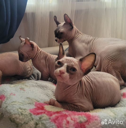 Канадский сфинкс Эльфики