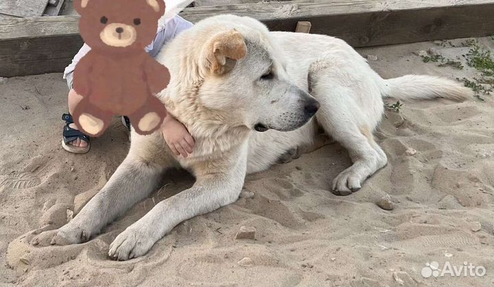 Собака