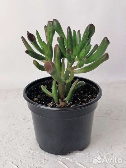 Крассула хоббит (комнатное растение)