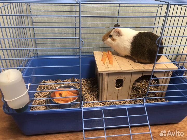 Передержка грызунов и птиц