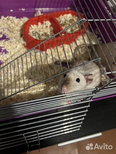 Крыса дамбо сиамская