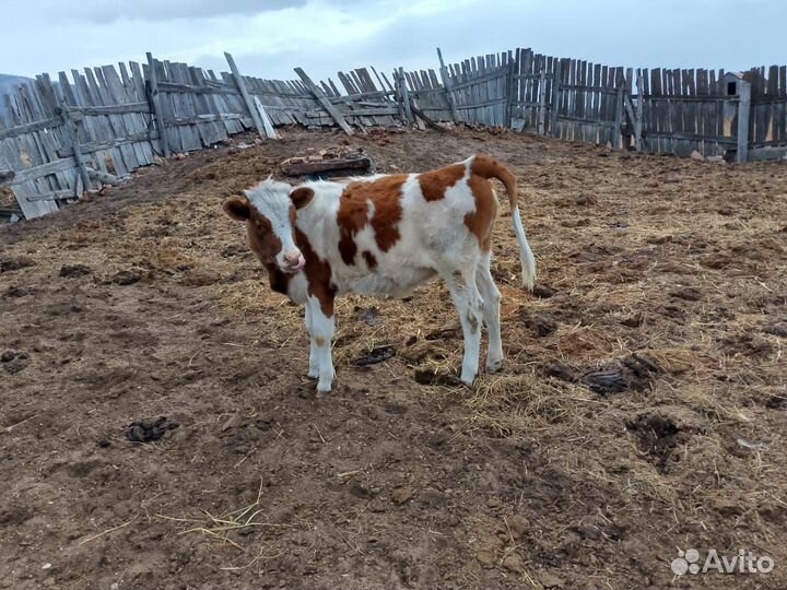 Телки 10 месяцев