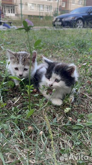 Котята в добрые руки