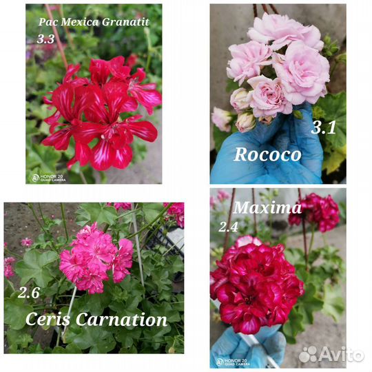 Герань (пеларгония) плющелистная ампельная