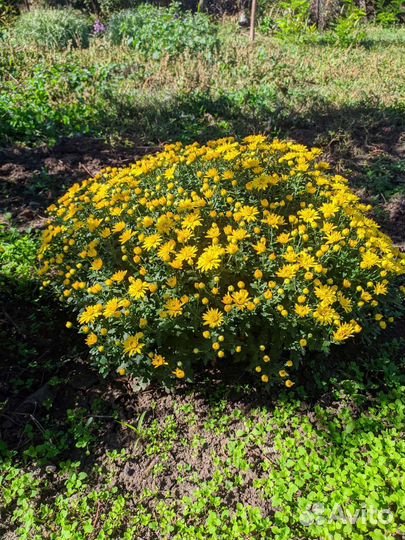 Хризантема шаровидная желтая