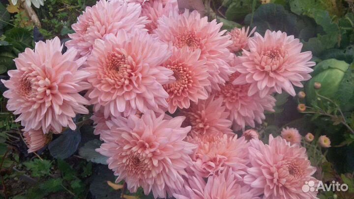 Хризантема корейская.зимующая.мультифлора