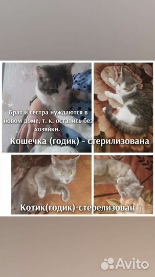 Кошка и кот