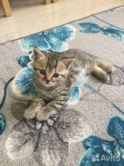 Шотландские прямоухие котята