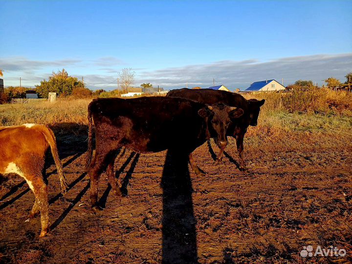 Коровы стельные дойные