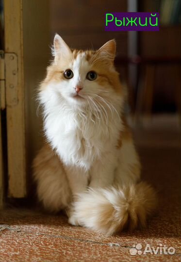 Ищу хозяев для умных и воспитанных котиков