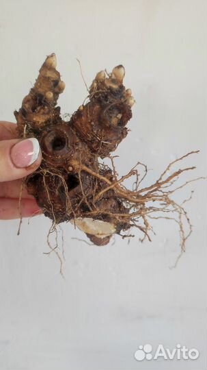 Мандрагора