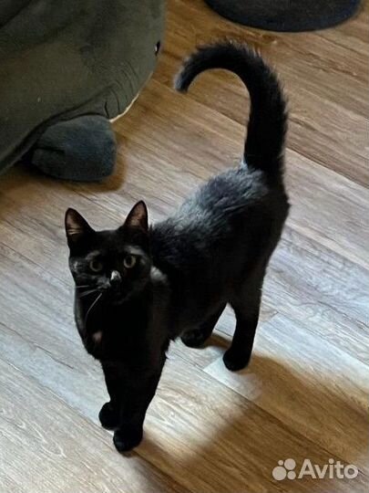 Черная красавица Кукла ищет дом