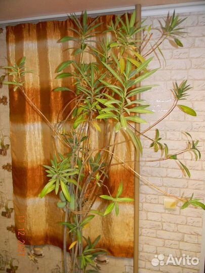 Олеандр розовый