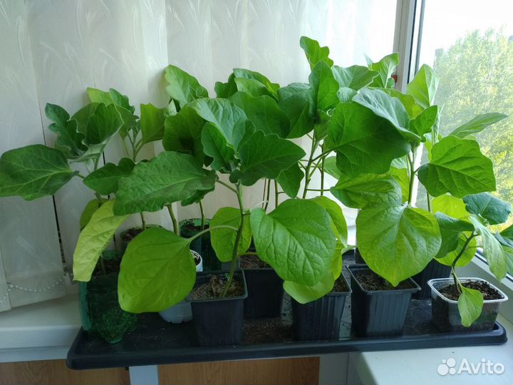 Рассада баклажан