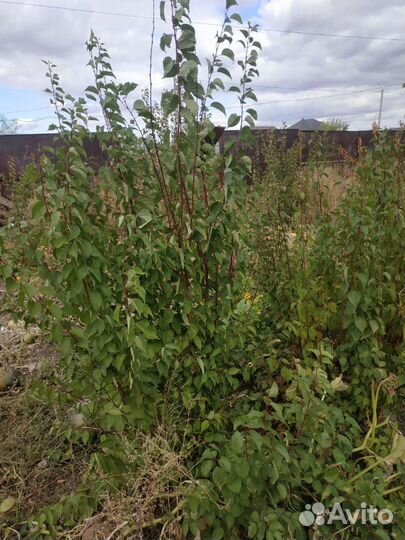 Саженцы абрикоса, катальпы, хвойных и др